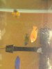ImageUploadedByMonsterAquariaNetwork1342121738.810297.jpg