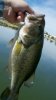 fish.jpg