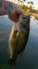 fish2.jpg