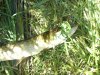 IMG572.JPG