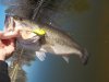 bass2 003.JPG bass2 003.JPG