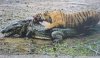 crocodile-vs-tiger.jpg