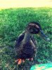 ImageUploadedByMonsterAquariaNetwork1343006762.028174.jpg
