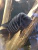 ImageUploadedByMonsterAquariaNetwork1343098669.366127.jpg