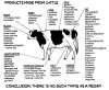 cow,vegan,eat,meat-6c0be86513d1fe7e373b5f0951a53daa_h.jpg