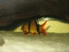 fishies 026.JPG