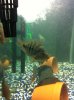ImageUploadedByMonsterAquariaNetwork1343250367.079877.jpg