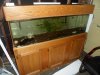 fish tanks 2012 021.jpg