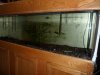 fish tanks 2012 022.jpg