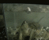 gihte7kL.gif