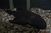 fish%20pics%20006.JPG