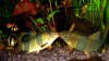 DSC07041bbn.jpg