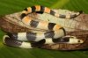 snakeOxyrophus2.jpg