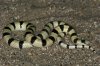 09042129PD_shovel-nosed_snake.jpg