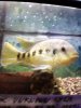 CAcichlid.jpg CAcichlid.jpg