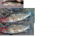 fish.png
