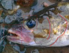 fish2.png
