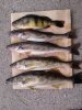 me%20fishes1.jpg