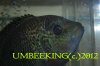 ImageUploadedByMonsterAquariaNetwork1344291492.331256.jpg