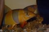 loach.jpg