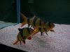 fish 008.jpg