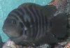 Clyde 2 (Small).jpg