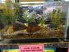 world of fish 030.JPG