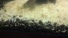 2012-08-09_13-48-47_666.jpg 2012-08-09_13-48-47_666.jpg