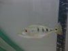peacock bass.JPG