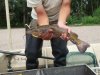 flathead.jpg