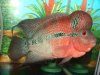 1302587727_188083312_1-Pictures-of--Show-Quality-Chilli-Red-Red-Dragon-Flowerhorn-for-Sale.jpg