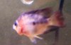 ImageUploadedByMonsterAquariaNetwork1345083358.760539.jpg ImageUploadedByMonsterAquariaNetwork1345083358.760539.jpg