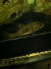 ImageUploadedByMonsterAquariaNetwork1345087241.977959.jpg
