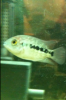 IMG_0045.png IMG_0045.png