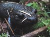 salamander1.JPG