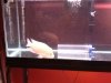 ImageUploadedByMonsterAquariaNetwork1345480338.692951.jpg