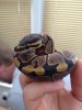 Royal Python.jpg