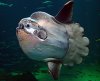 250px-Sunfish2.jpg