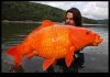 gold-fish_1.jpg