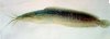clarias.jpg