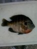 bluegill.jpg