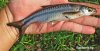 rasbora-sibu.jpg rasbora-sibu.jpg