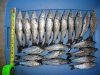 Mahseer.jpg