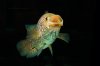 Parachromis managuensis gold (2).jpg