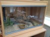 Royal Python Viv.JPG