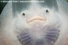 bottom stingray.jpg