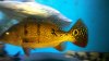 cichla2.JPG