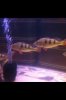 ImageUploadedByMonsterAquariaNetwork1346275588.427416.jpg