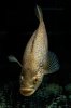 Parachromis managuensis gold (5).jpg