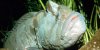 MonkeyfaceEelSeaborn097.jpg